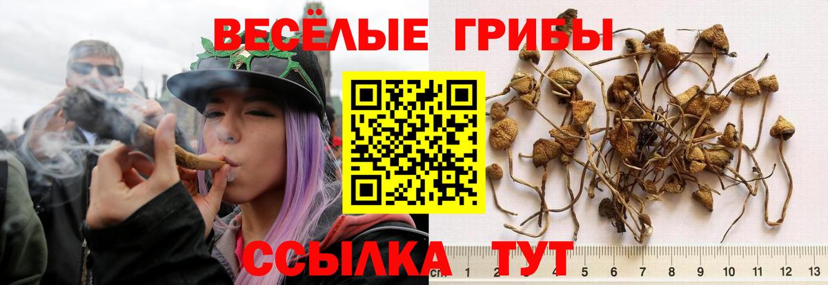 Псилоцибиновые грибы Psilocybe Железногорск